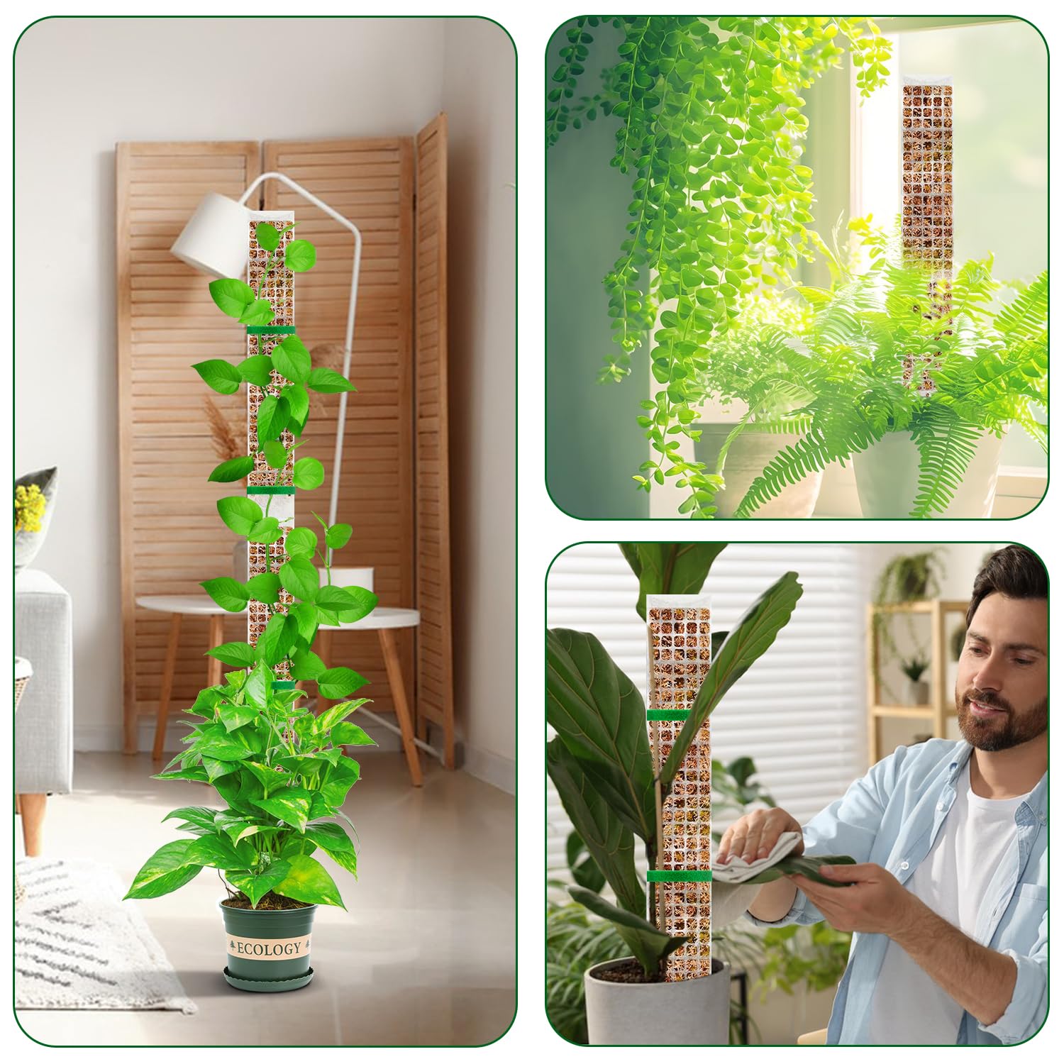 Planten Mospaal Tuin Onderwerp - Sphagnum Moss Dry recensie en prijs