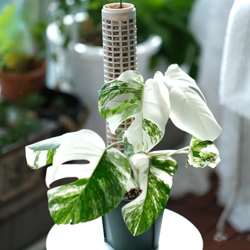 6 stuks witte modulaire vertic - Sphagnum Moss Dry recensie en prijs